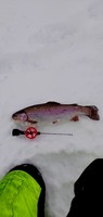 thumbnail_rainbow_trout_from_the_lake_poyliojarvi.jpg